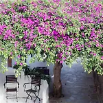 Quartara Boutique Hotel Panarea